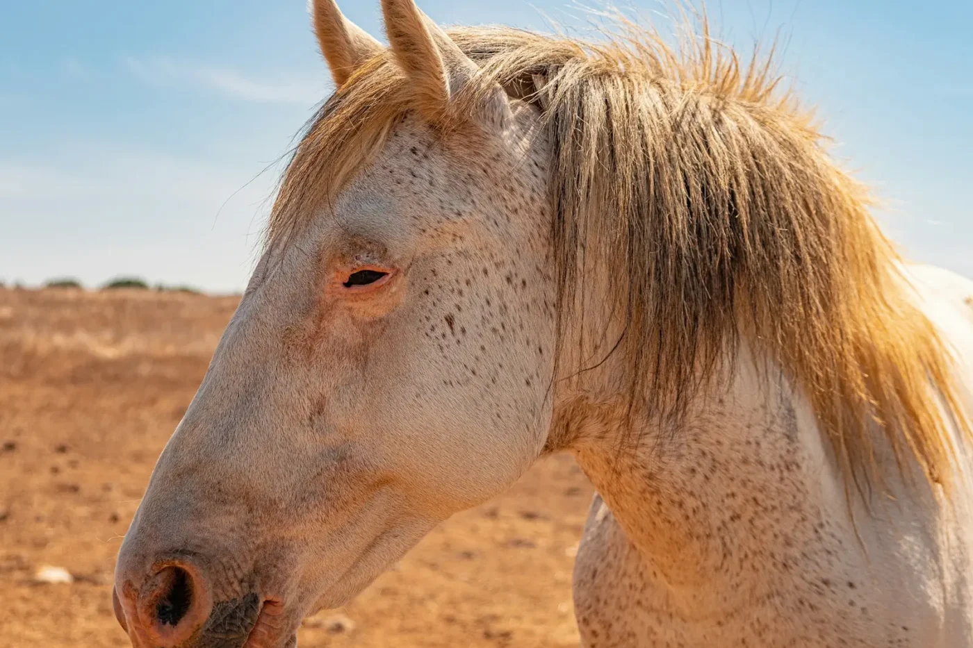 Close-up of a pale grey horse with a light mane standing in warm sunlight on dry ground in southwest Portugal