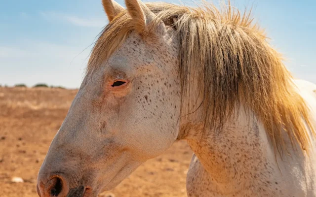 Close-up of a pale grey horse with a light mane standing in warm sunlight on dry ground in southwest Portugal